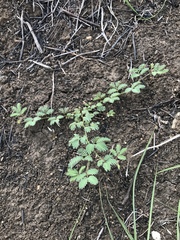 Desmanthus acuminatus
