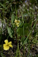 Viola vallicola