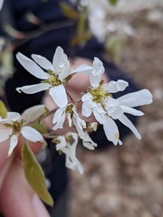 Amelanchier arborea
