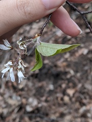 Amelanchier arborea