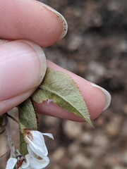 Amelanchier arborea