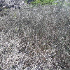 Ehrharta villosa maxima