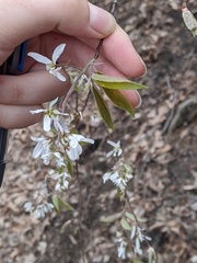 Amelanchier arborea