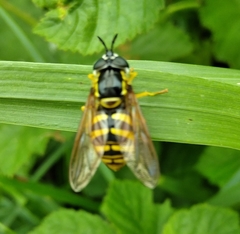 Chrysotoxum cautum