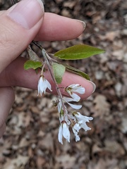Amelanchier arborea