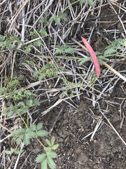 Desmanthus acuminatus