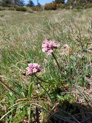 Valeriana tuberosa