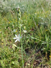 Ornithogalum narbonense