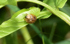 Hypocassida subferruginea