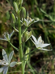 Ornithogalum narbonense