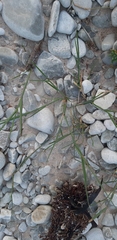 Ehrharta villosa maxima