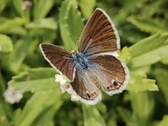 Echinargus