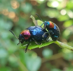 Parheminodes pulcher