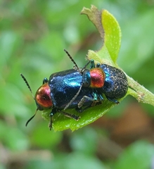 Parheminodes pulcher