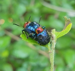 Parheminodes pulcher