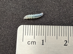 Pyrausta inornatalis