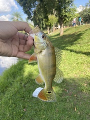 Cichla kelberi