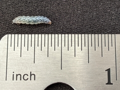 Pyrausta inornatalis