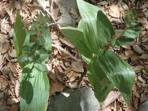 iNaturalist observation photo of Helleborines