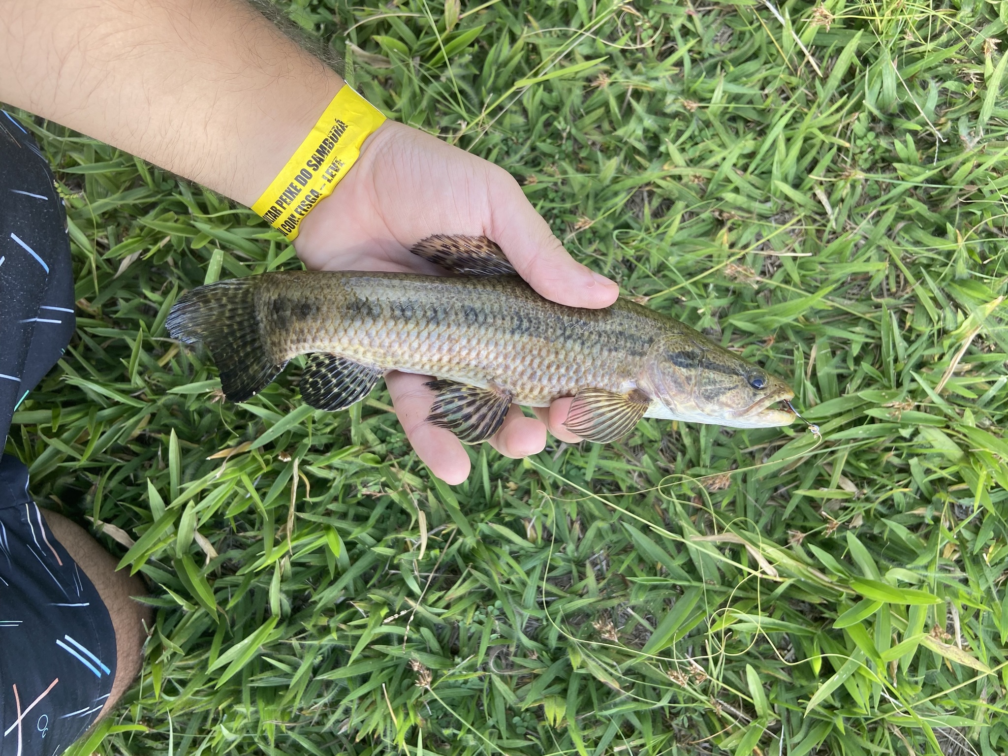 Tartarana (Hoplias intermedius) em seu habitat natural