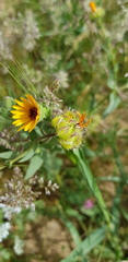 Calendula palaestina