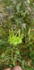 Calendula palaestina