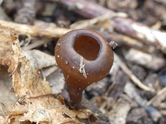 Dumontinia tuberosa