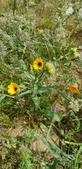 Calendula palaestina
