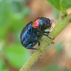 Parheminodes pulcher