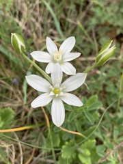 Ornithogalum orthophyllum