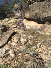 Penstemon pachyphyllus