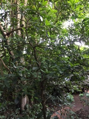 Synsepalum dulcificum