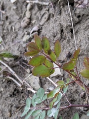 Taenidia integerrima