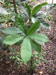 Synsepalum dulcificum