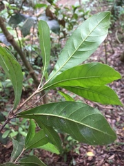 Synsepalum dulcificum