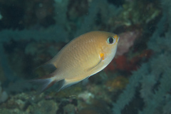 Pycnochromis amboinensis