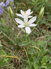 Ornithogalum orthophyllum