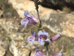 Penstemon pachyphyllus