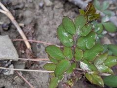 Taenidia integerrima