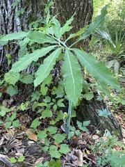 Arisaema dracontium image