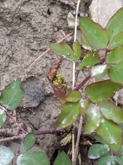 Taenidia integerrima