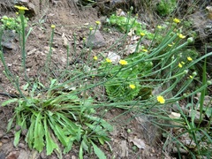Arnoseris minima