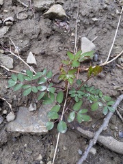 Taenidia integerrima
