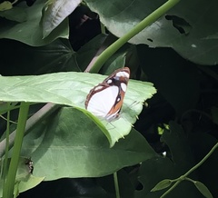 Dynamine agacles core