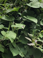 Dynamine agacles core