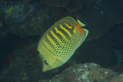 Chaetodon punctatofasciatus