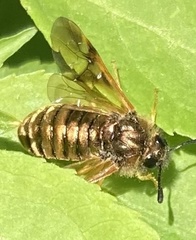 Abia lonicerae