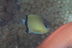 Pycnochromis retrofasciatus