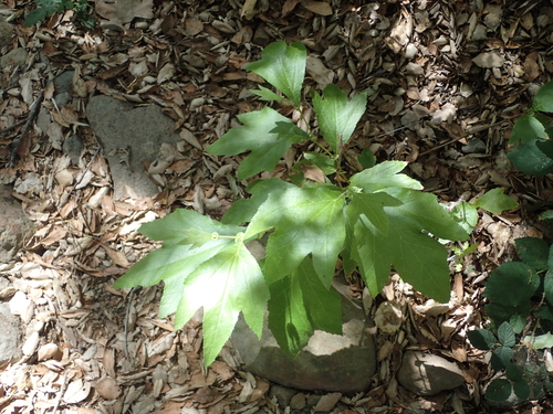 iNaturalist observation photo of western sycamore