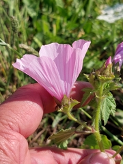 Malva trimestris